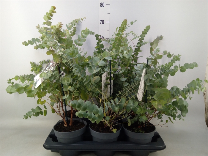 <h4>Eucalyptus</h4>
