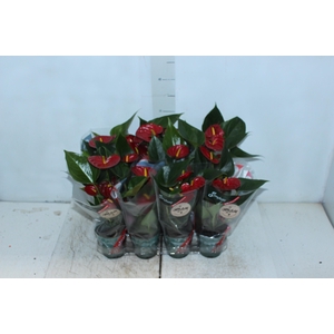 ANTHURIUM RED SUCCESS P09