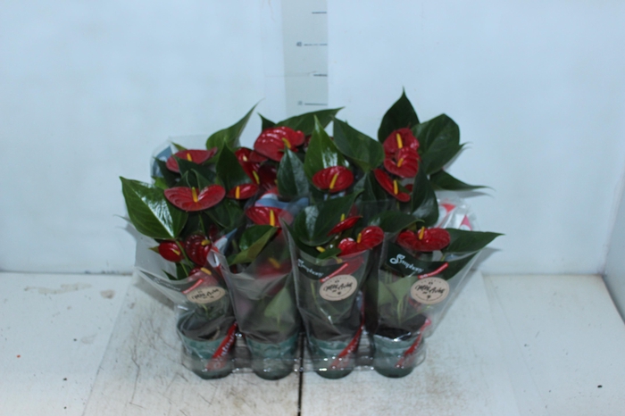 ANTHURIUM RED SUCCESS P09