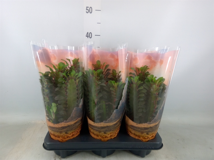 <h4>Euphorbia trigona 'Rubra'</h4>