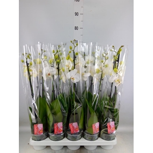 Phalaenopsis   ...white