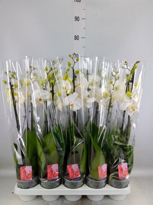 <h4>Phalaenopsis   ...white</h4>