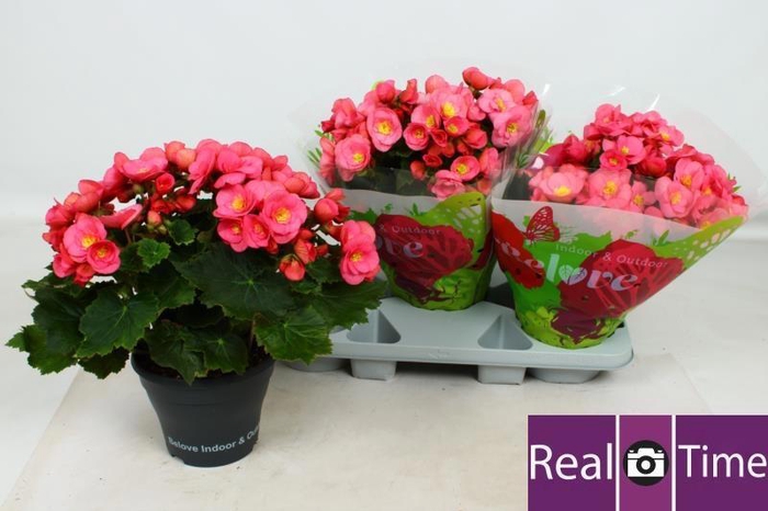 <h4>BEG HL BELOVE ROSE</h4>