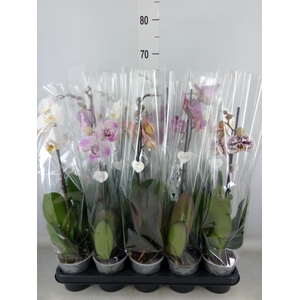 Phalaenopsis   ...