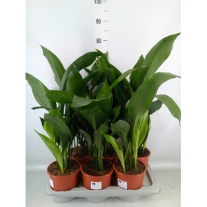 Aspidistra elat.