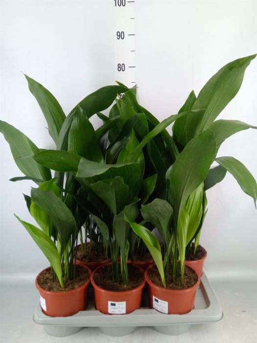<h4>Aspidistra elat.</h4>