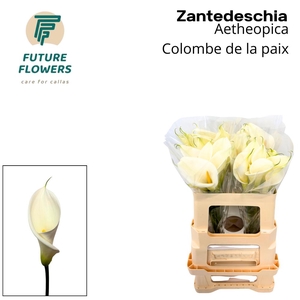 Zant Ae Colombe Paix