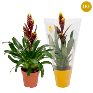 Vriesea Int Purple flame Paars (Met Hoes)