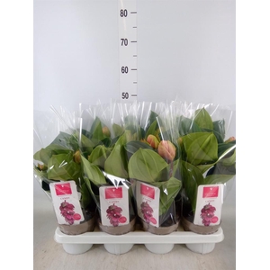 Medinilla magn. 'Candy'