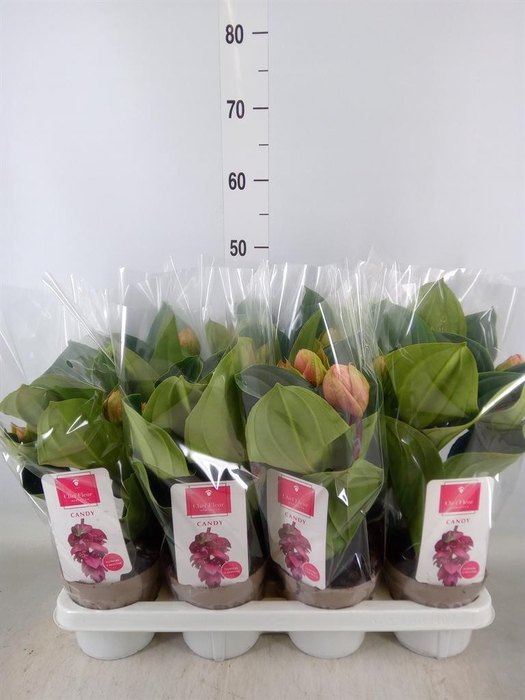 <h4>Medinilla magn. 'Candy'</h4>