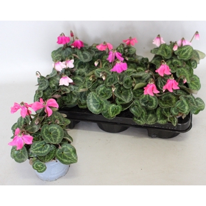 Cyclamen Super Serie Petticoat mix