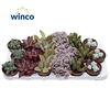 Sierra's® - Barcelona Succulent Mix (Collection)