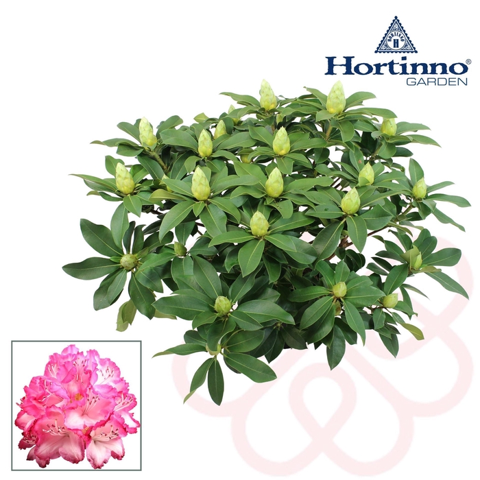 <h4>Rhododendron Xxl</h4>