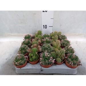 Cactus   ...flowering mix