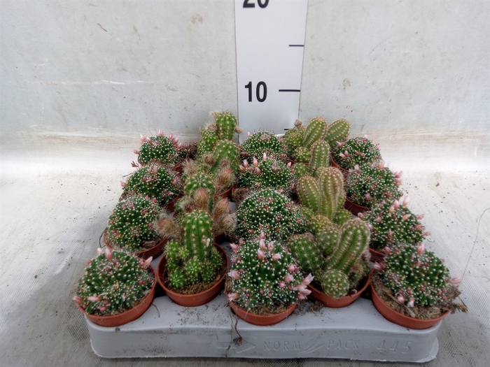 <h4>Cactus   ...flowering mix</h4>