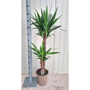 Yucca 24Ø 125cm 3Head