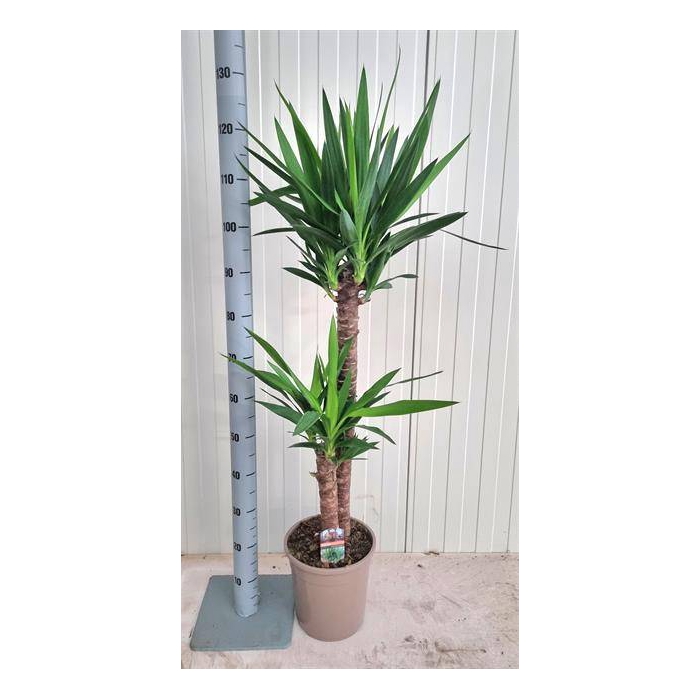 <h4>Yucca 24Ø 125cm 3Head</h4>