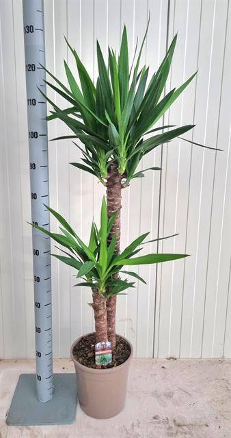 Yucca 24Ø 125cm 3Head