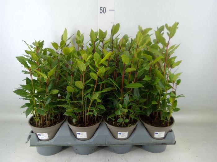 <h4>Laurus nobilis</h4>