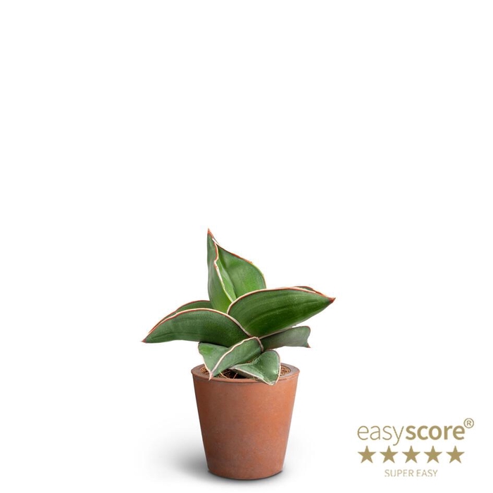 <h4>SANSEVIERIA EHRENBERGII</h4>