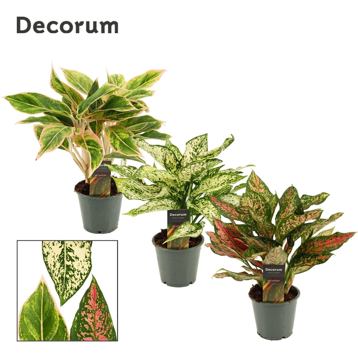 <h4>Aglaonema Special Mix 12 cm (Decorum)</h4>