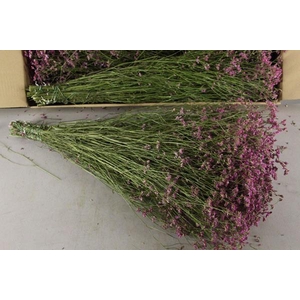 Df Limonium Joy Pink Bs 55g