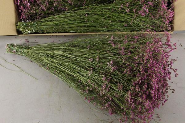 Df Limonium Joy Pink Bs 55g