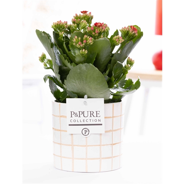 <h4>Kalanchoe red in P&PURE Tirza ceramics</h4>