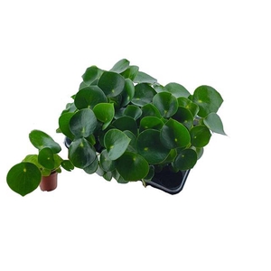 Peperomia polybotrya Raindrop 7Ø 15cm