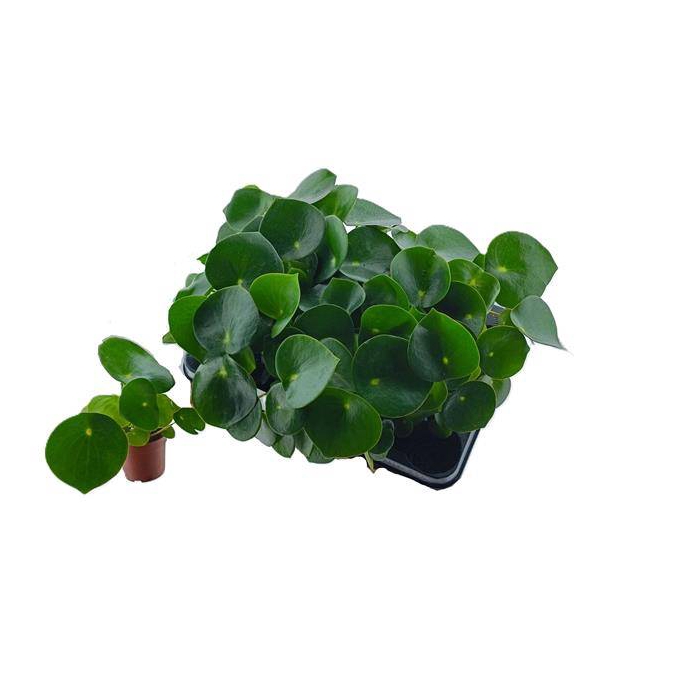 <h4>Peperomia polybotrya Raindrop 7Ø 15cm</h4>
