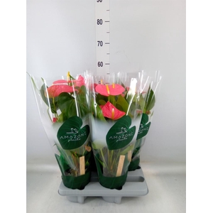 Anthurium andr. 'Colorado'