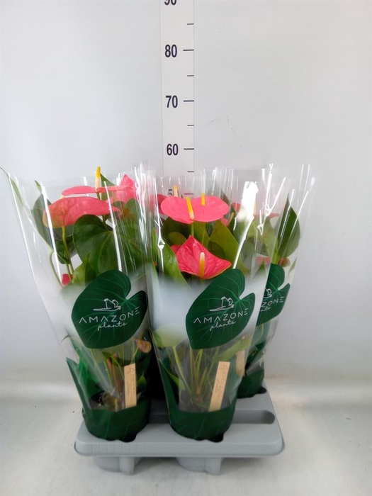 <h4>Anthurium andr. 'Colorado'</h4>