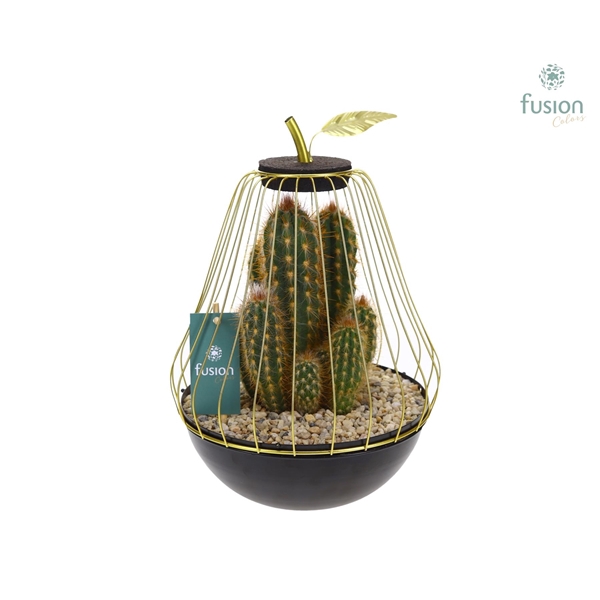 <h4>Peer metaal goudzwart Large met Cactussen</h4>