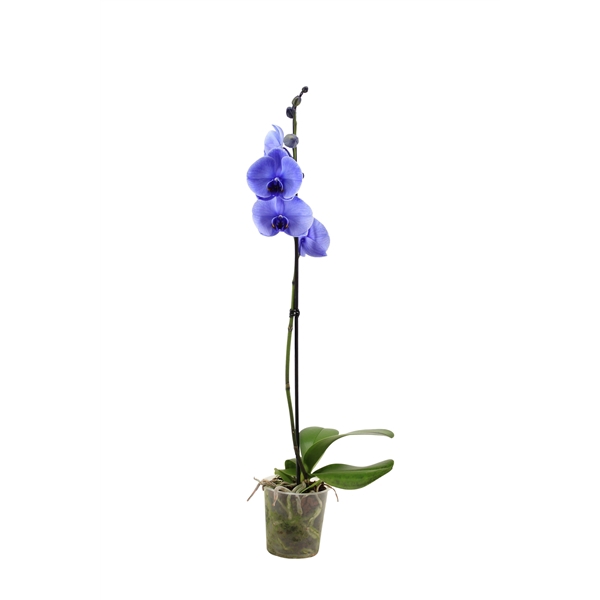 <h4>Phal I Am Purple 1T9+</h4>