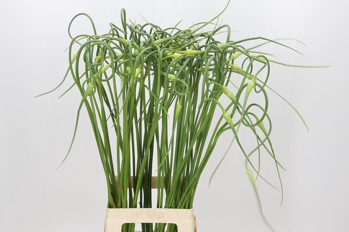 <h4>Allium Sativum Ophioscorodon</h4>