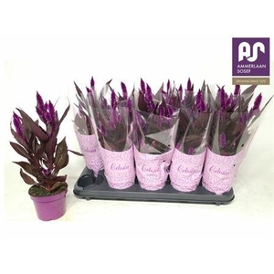 Cel Mystic Shades