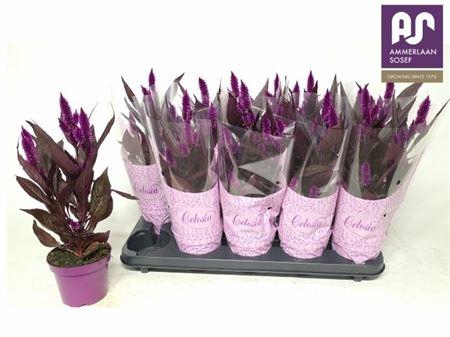 <h4>Cel Mystic Shades</h4>