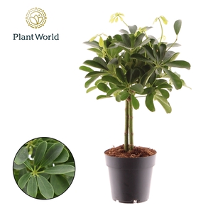 Schefflera Compacta Nora op Stam