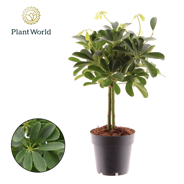 <h4>Schefflera Compacta Nora op Stam</h4>
