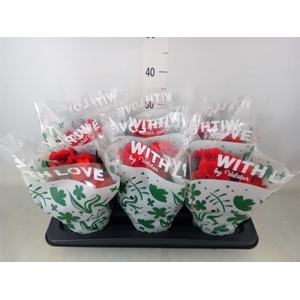 Begonia elat. DU 'Baladin'