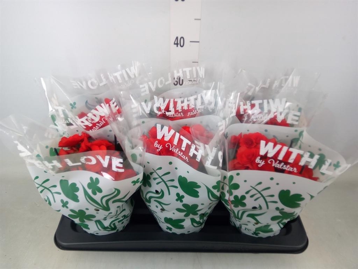 <h4>Begonia elat. DU 'Baladin'</h4>