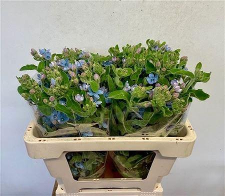 <h4>Oxy Co Tan Pure Blue</h4>