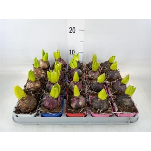 Hyacinthus orie.   ...mix 5