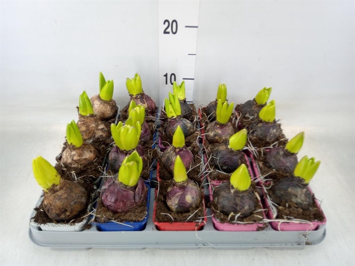 <h4>Hyacinthus orie.   ...mix 5</h4>