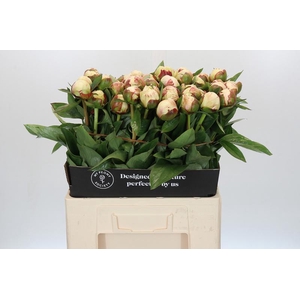 Paeonia Elsa Sass