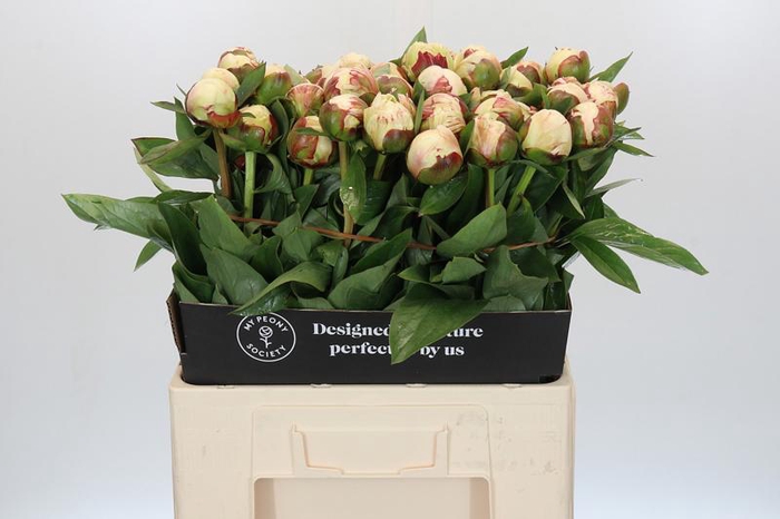 <h4>Paeonia Elsa Sass</h4>