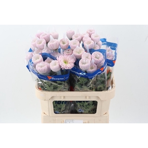 Chr G Empress Light Pink Ec
