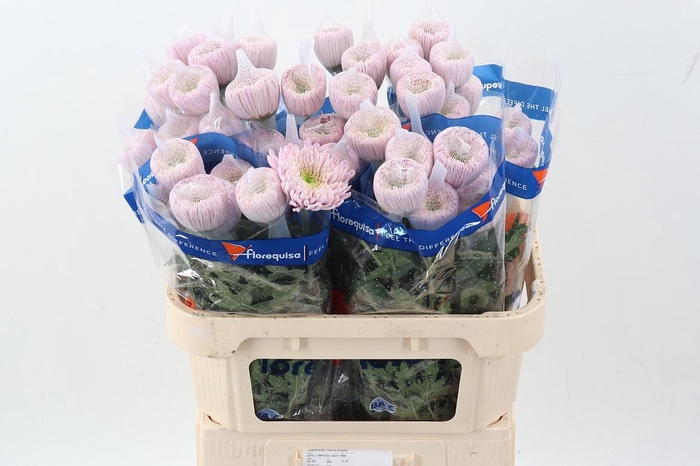 <h4>Chr G Empress Light Pink Ec</h4>
