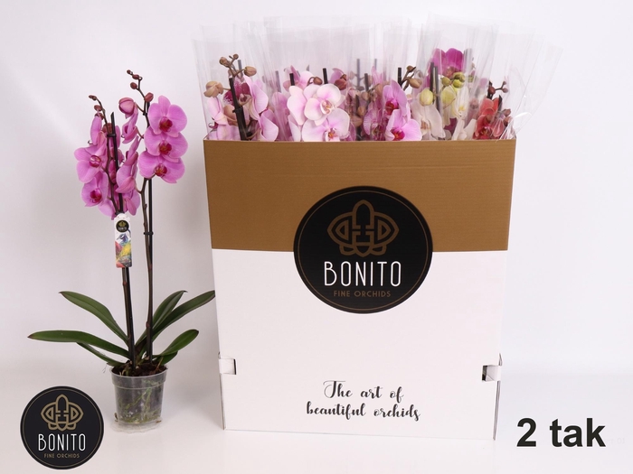 <h4>PHAL GEM 7 KL</h4>