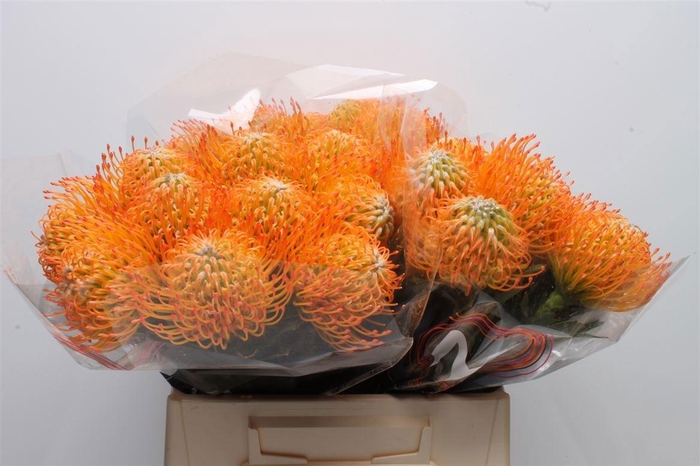 <h4>LEUCO AYOBA SUN</h4>